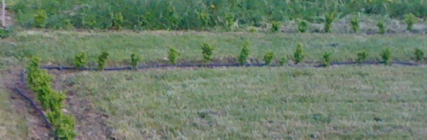 Le potager de buis en 2009