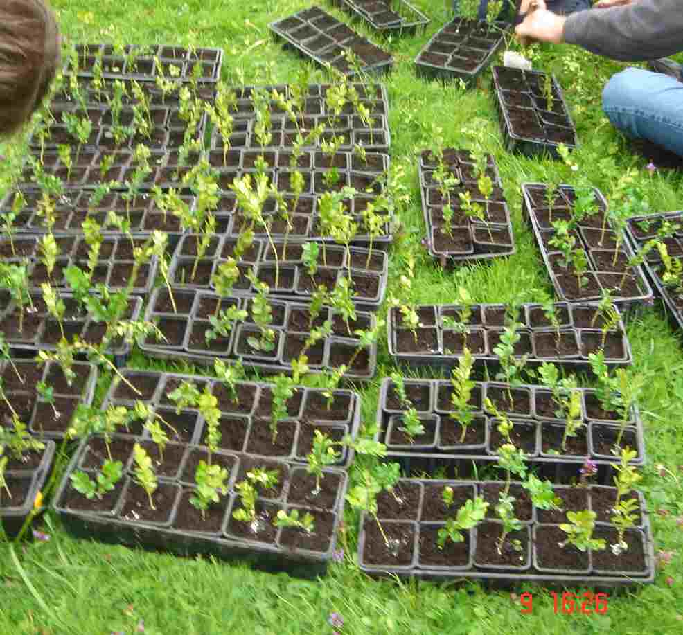 Buis en pot