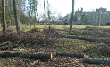 Abattage d'arbres dans le parc