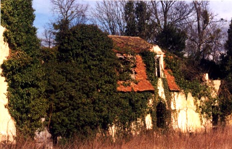 La Chapelle dissimulée sous une végétation envahissante et destructrice
